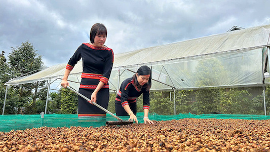 Coffee is a key agricultural product in Dak Lak's exports. Photo: Ngan Ha