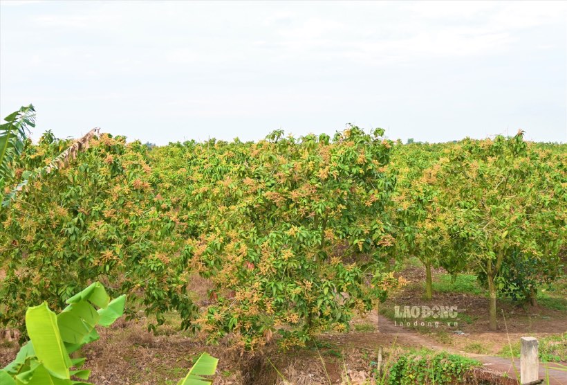Trong khi nhieu khu cong nghiep dat ra yeu cau khat khe ve do tuoi va trinh do, lao dong nong thon van rong cua voi nhung nguoi chi can suc khoe va su chiu kho. Anh: Thanh Nhan