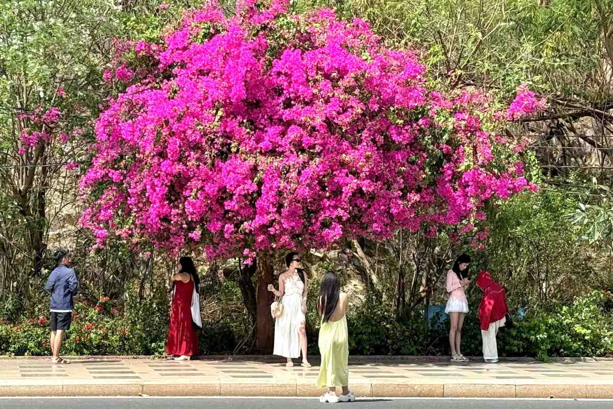 Du khach check-in tai khu vuc Mui Nghinh Phong, phuong Vung Tau sang 4.1. Anh: Thanh An