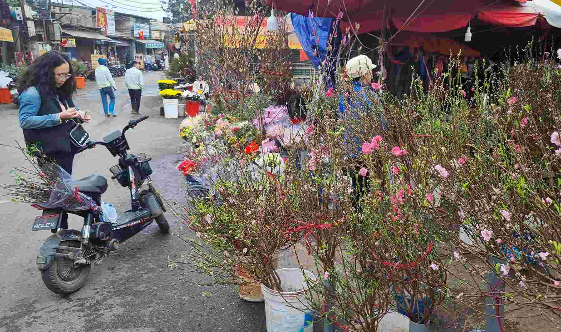 At this time, customers prefer traditional peach branches to plant on tables or small-sized wild peach trees. Photo: The Ky