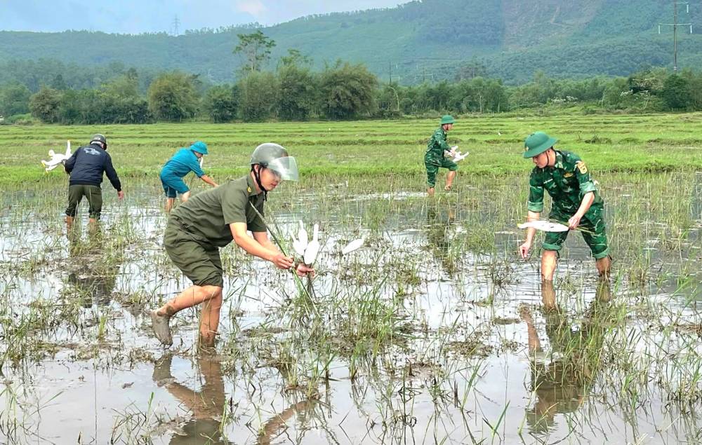 Tren hinh, cac luc luong chuc nang dang thao go he thong san bat chim tinh vi voi hang ngan co gia duoc nguy trang giua ruong, ket hop luoi va bay dinh de du chim di cu sa xuong. 
