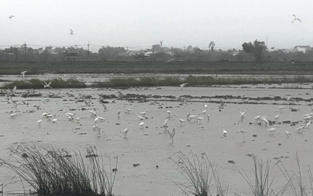 Tren nhung canh dong rong lon o TP Hue, nhung dan chim di cu, trong do noi bat la loai co da ve day de kiem an, sinh song. Do cung la luc tinh trang san bat dong vat hoang da hoat dong. 