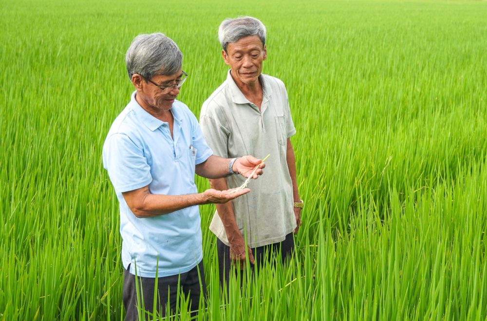 Thanks to applying modern farming, reducing costs and linking consumption, farmers are still profitable despite fluctuating rice prices. Photo: Phuong Anh.