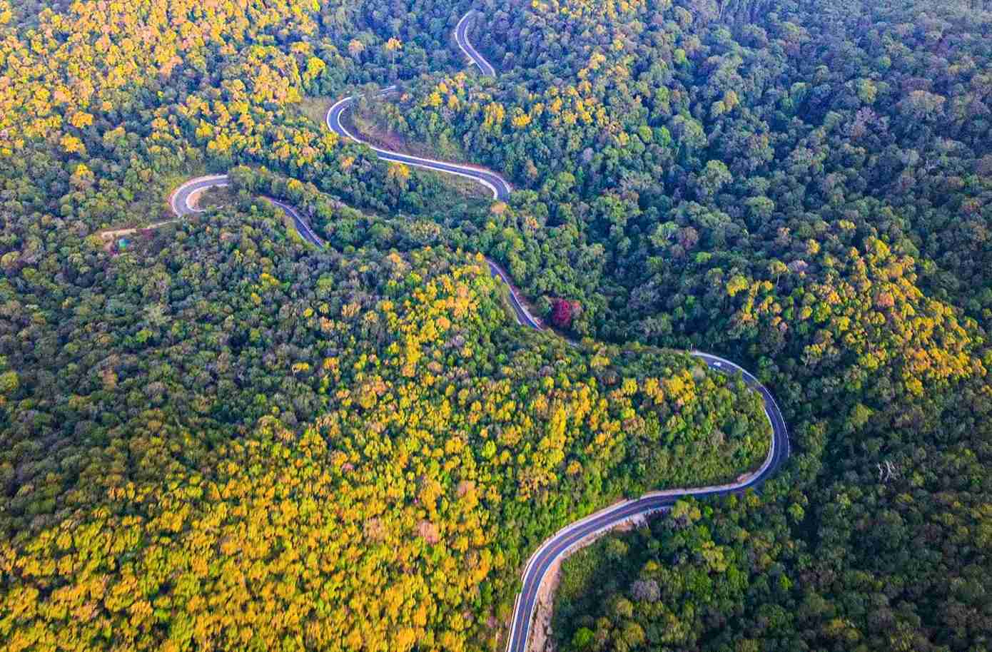 Lam Dong province announces forest protection hotline. Photo: Phuc Khanh