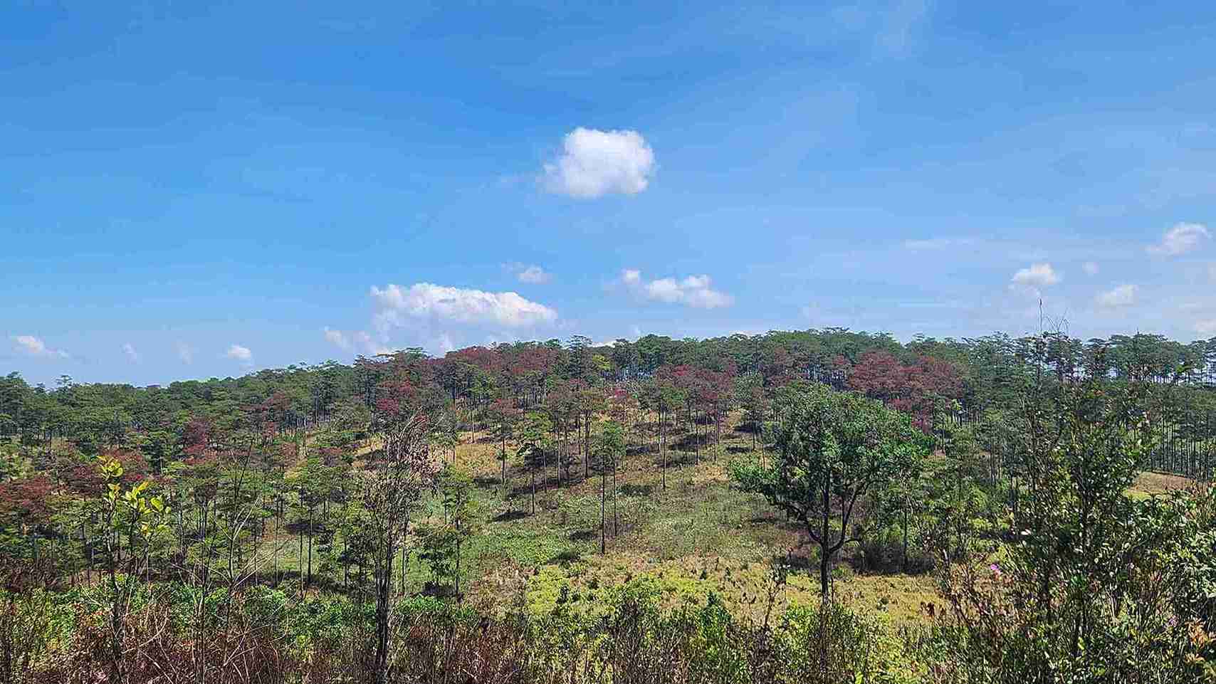 Vu dau doc rung thong xay ra tai xa Bao Lam 1 (Lam Dong) vao dau nam 2025. Anh: Phuc Khanh 