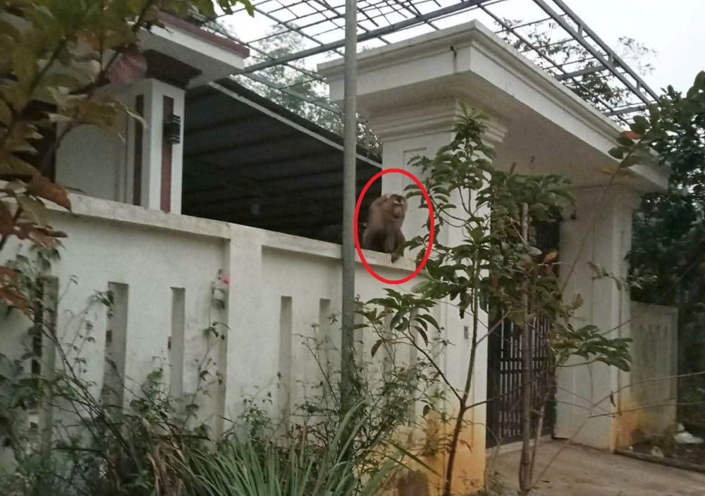 Con khi duoi lon tu rung tu nhien xuong nha dan pha phach. Anh: Minh Hoang