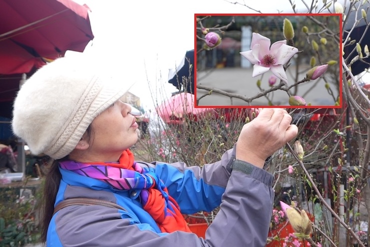 Moc lan flowers attract early Tet shopping customers, beautiful branches reach the milestone of 7 - 8 million VND
