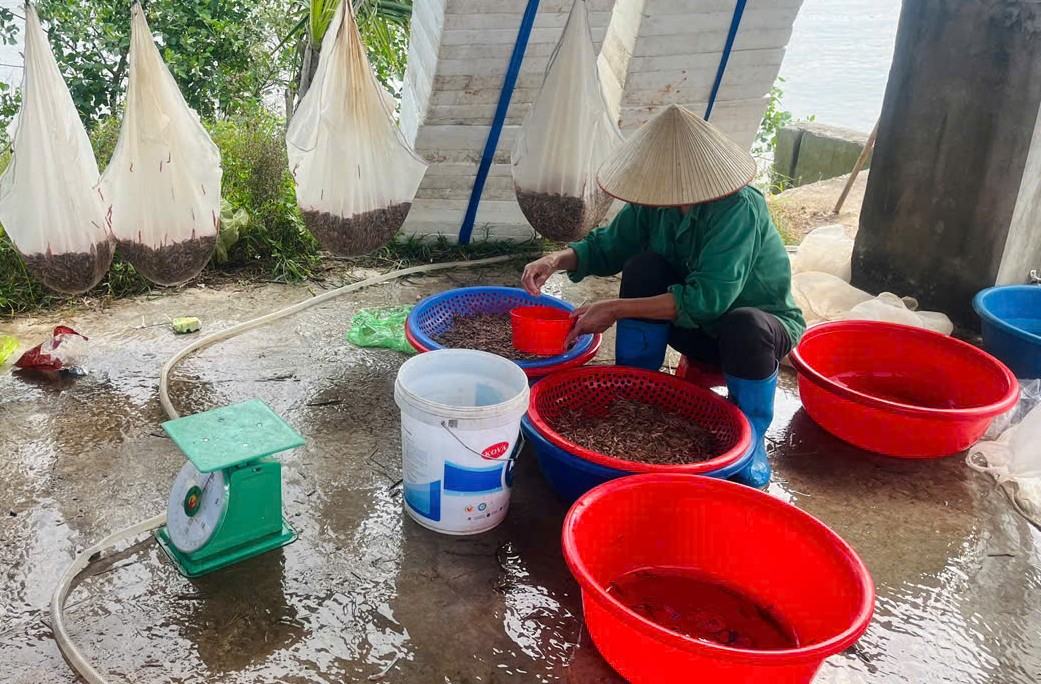 Farmers in Nguyen Giap commune enter the summer-autumn ruoi harvest with high yields. Photo: Department of Urban Information of Nguyen Giap commune, Hai Phong