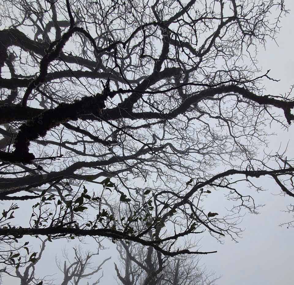 Day la lan dau tien trong nam 2026 dinh Phia Oac xuat hien bang gia. Anh: Tan Van