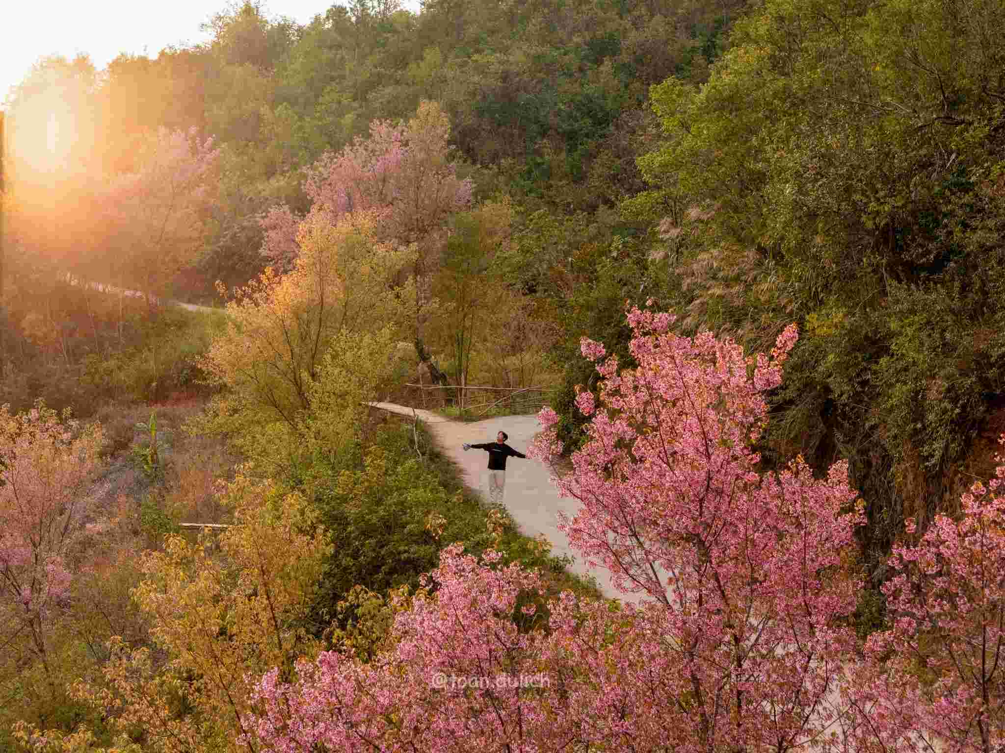 Mua hoa to day nhuom hong Mu Cang Chai, Lao Cai vao dip Tet Duong lich 2026. Anh: Quoc Toan