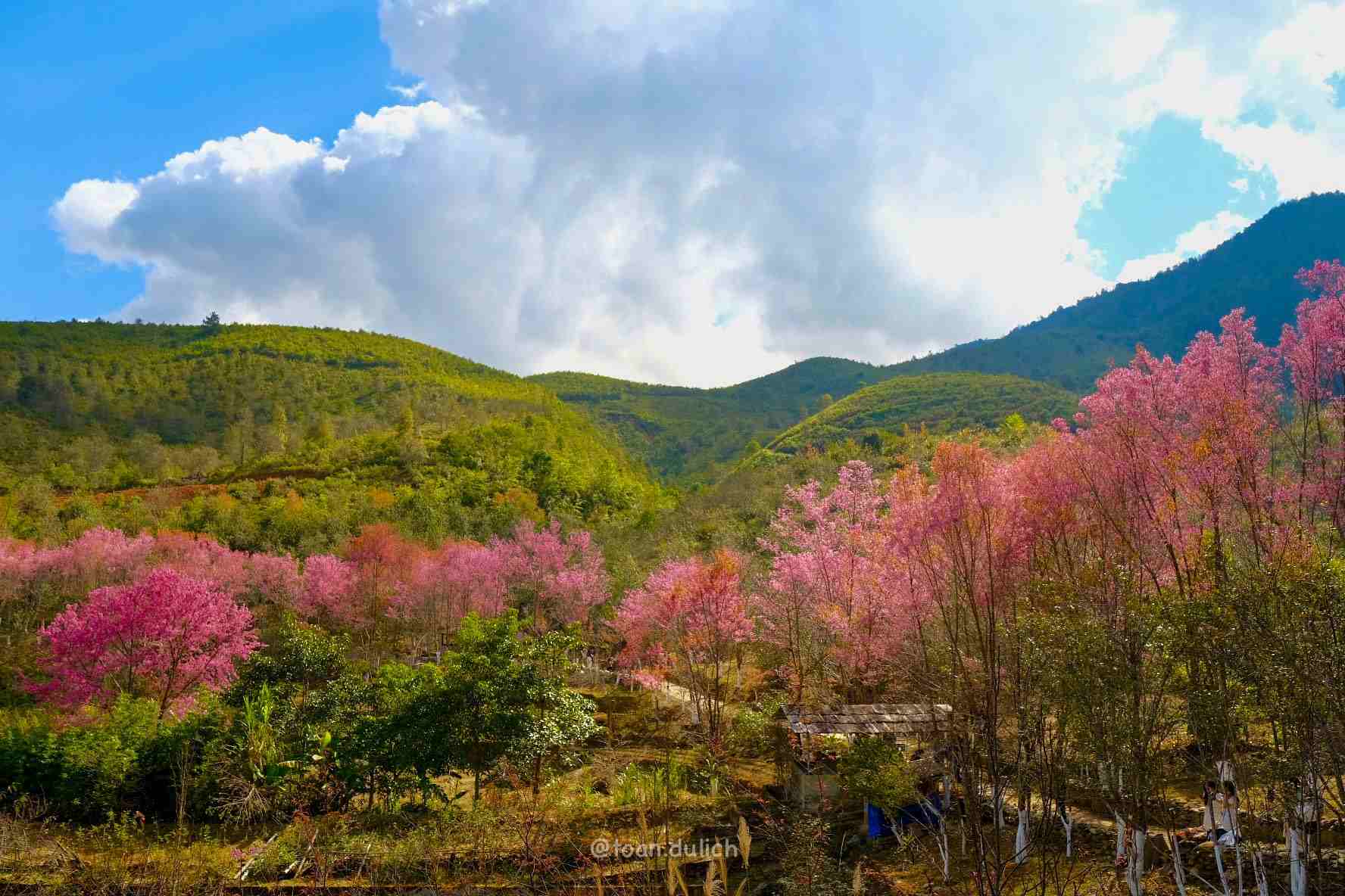 Khu vuc Hang Gang, mot ban lang nguoi Mong o Mu Cang Chai dang no ro hoa to day. Anh: Quoc Toan