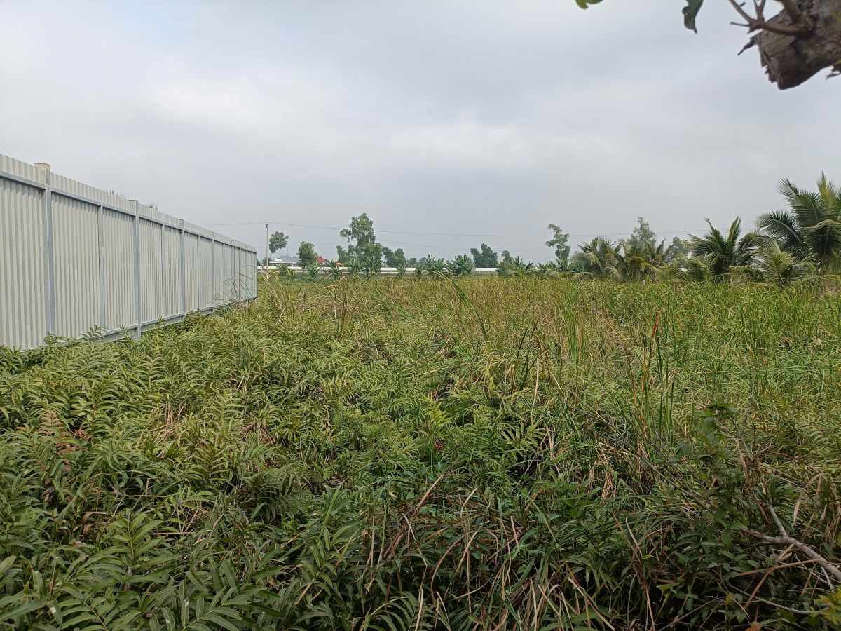Khu vực ruộng nhà bà Ng phải bỏ hoang cả năm vì không có lối đi vào. Ảnh: Băng Tâm