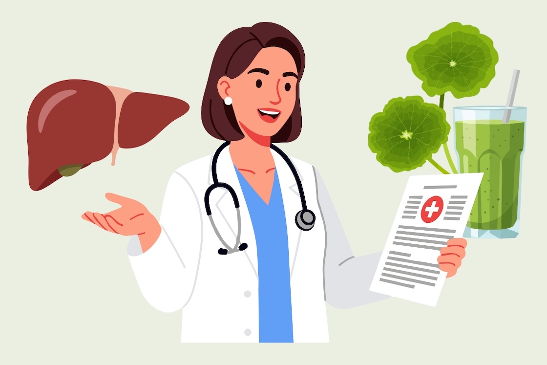 What benefits does the liver get from drinking pennywort water properly