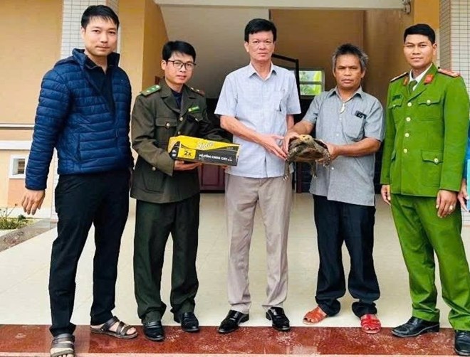 Người dân giao nộp rùa núi viền quý hiếm ở Huế