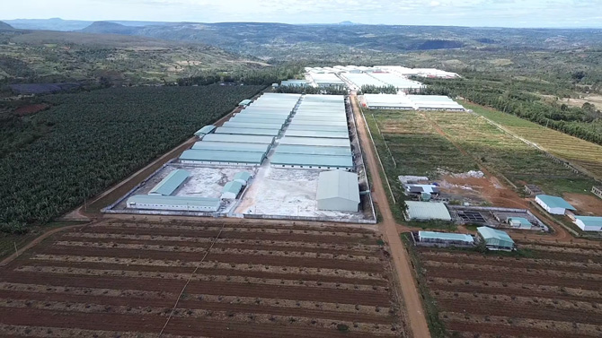 Canh dong chuoi xuat khau va trai heo theo mo hinh “heo an chuoi” tai Gia Lai. Anh: Thanh Tuan