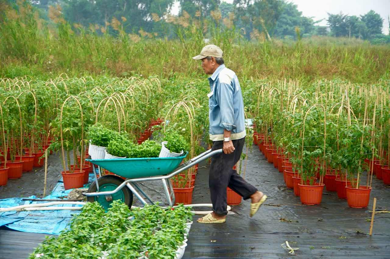 Lang hoa Thoi An tat bat cham soc hang nghin chau hoa duoi nang mua that thuong. Anh: Thai Bao