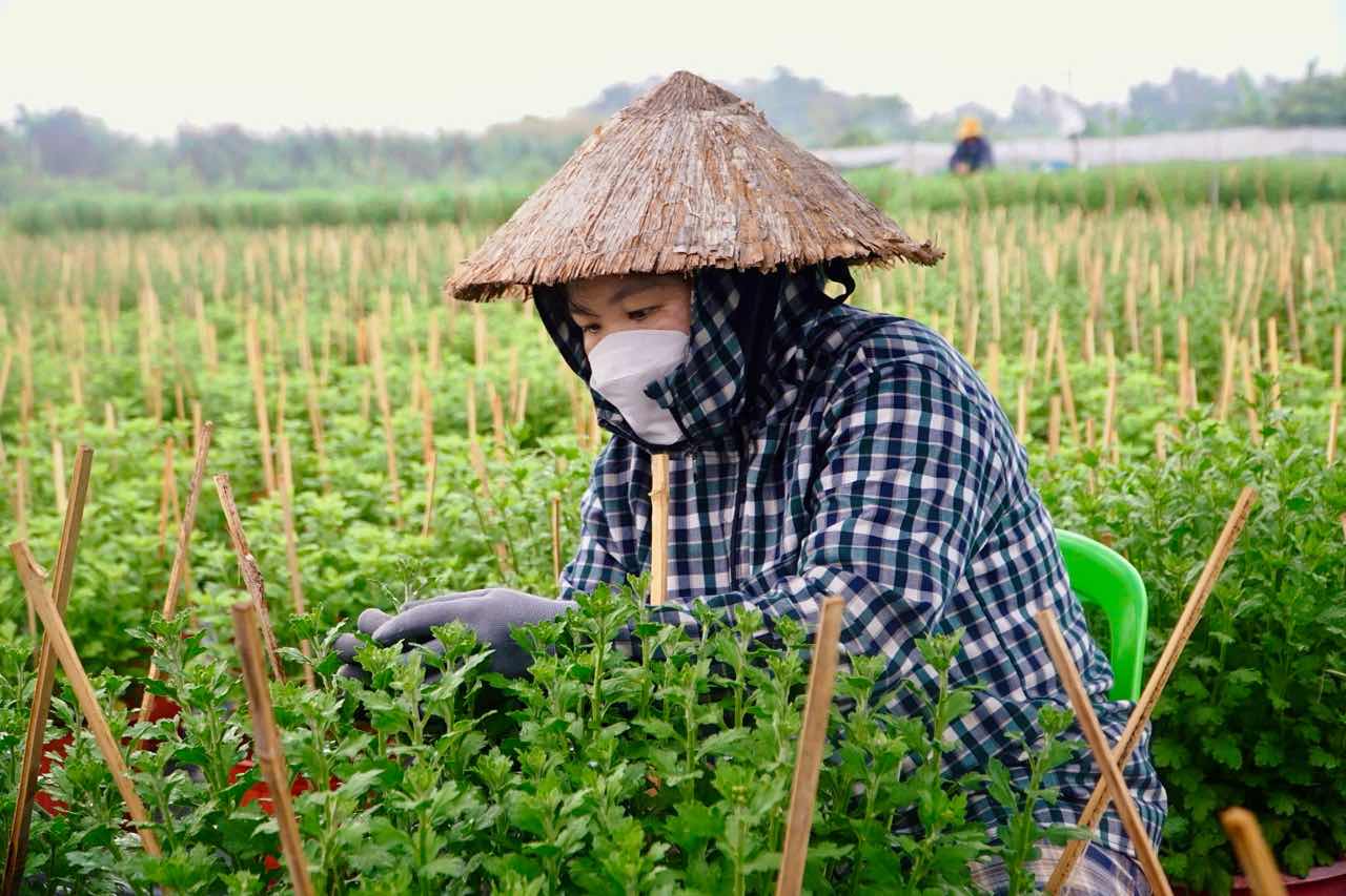 Nong dan lang hoa Thoi An ti mi lat bong, nuoi bong lon de hoa no dung dip Tet 2026. Anh: Thai Bao