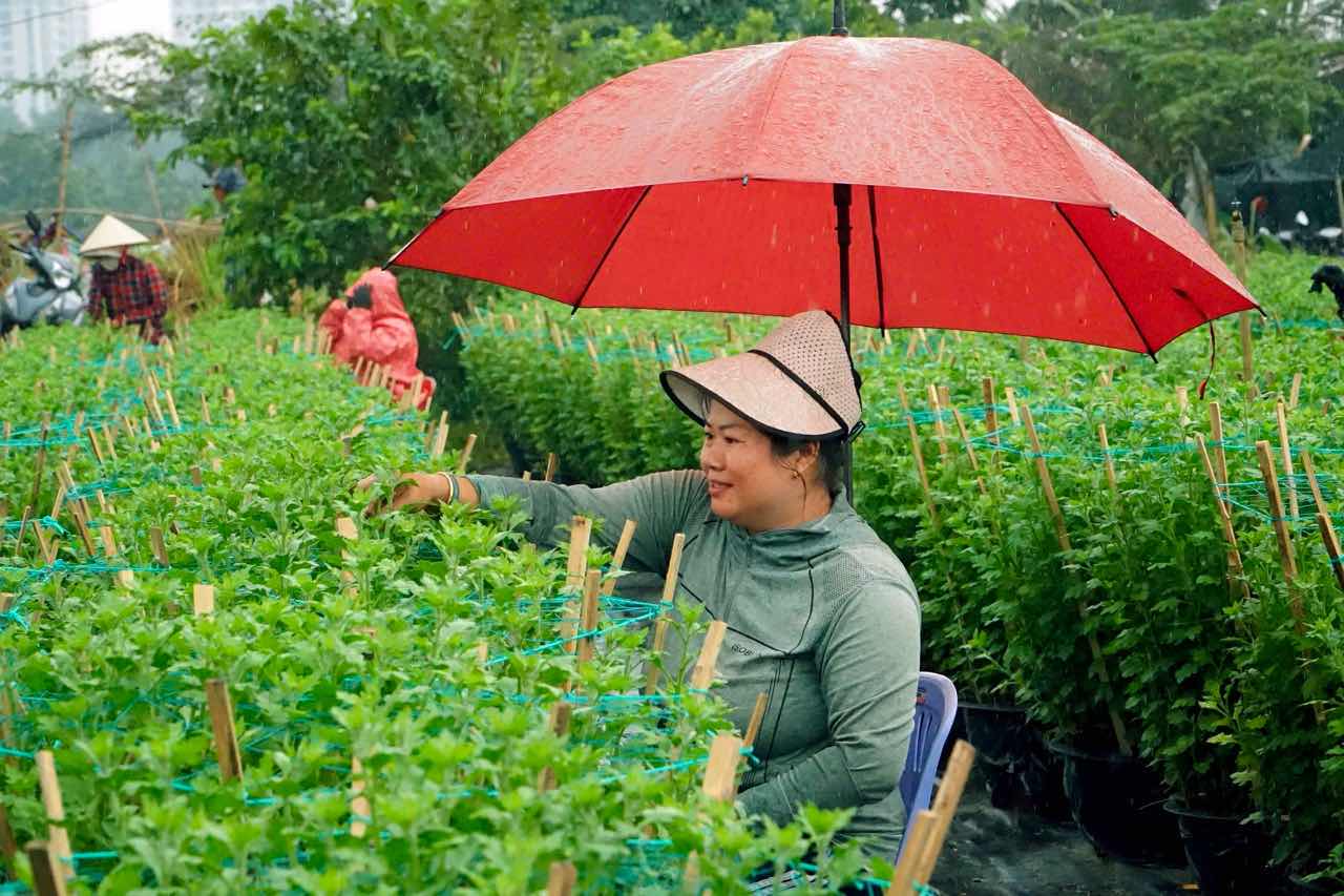 Mua nhieu, sau benh khien viec cham soc hoa Tet cua nha vuon gap khong it kho khan. Anh: Thai Bao