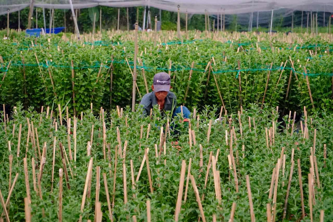 Nhung luong hoa duoc cham soc ky luong, cho ngay xuat vuon phuc vu thi truong Tet. Anh: Thai Bao