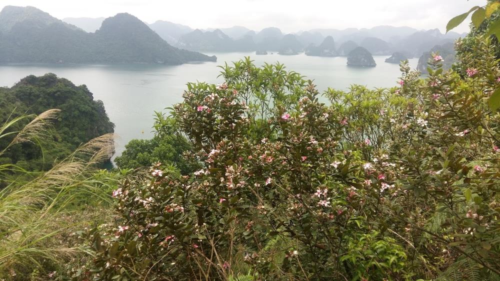 Đảo Soi Sim, vịnh Hạ Long. Ảnh: Nguyễn Hùng