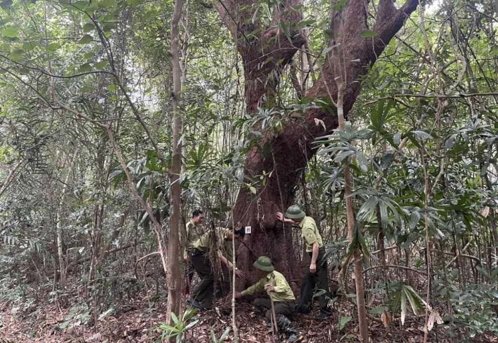 バイトゥーロン国立公園にある樹齢約300年の赤い樹皮のチャムの木。写真:バイトゥーロン国立公園管理委員会