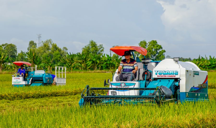Farmers of Hung Loi Agricultural Cooperative (Dai Ngai commune, Can Tho city) harvest rice according to the linkage model, stable output thanks to business consumption. Photo: Phuong Anh