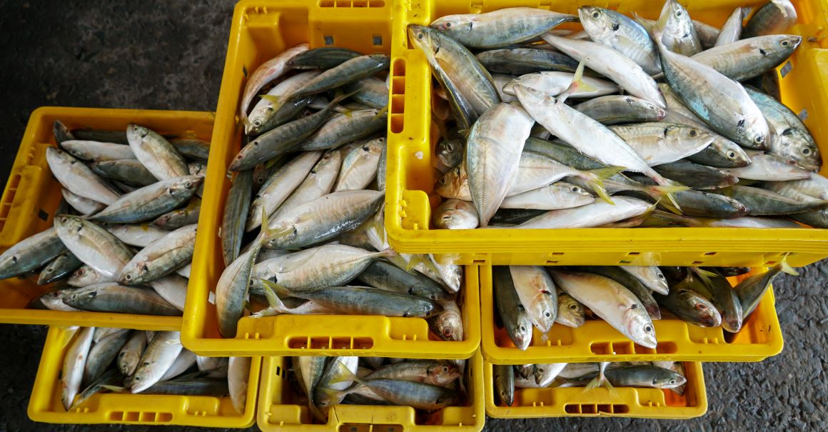 Nhung con ca tuoi roi vua duoc dua len bo. Anh: Phuong Anh