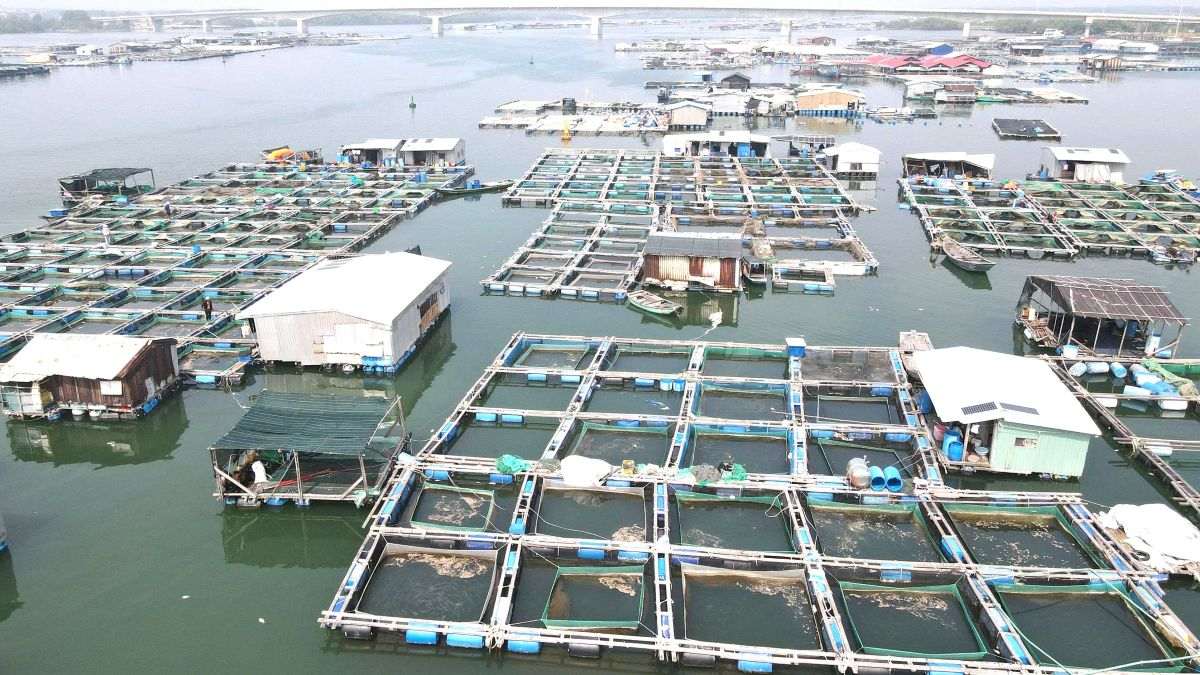 Mass fish deaths in cages and rafts recently have put many households in difficult circumstances. Photo: Khanh Nam