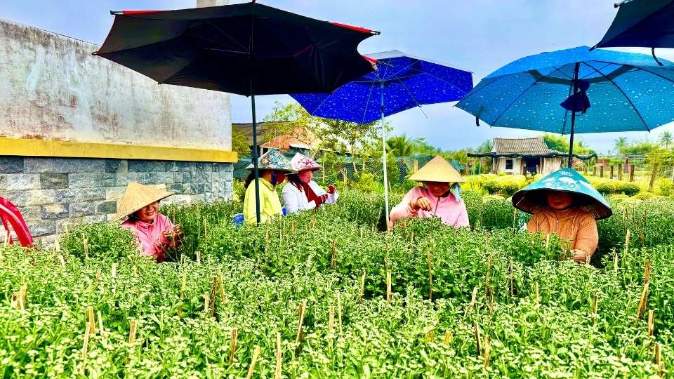 ヴィンロン省チョーラック花村は生産ピークに入り、季節労働者の需要が大幅に増加しています。写真:ホアン・ロック