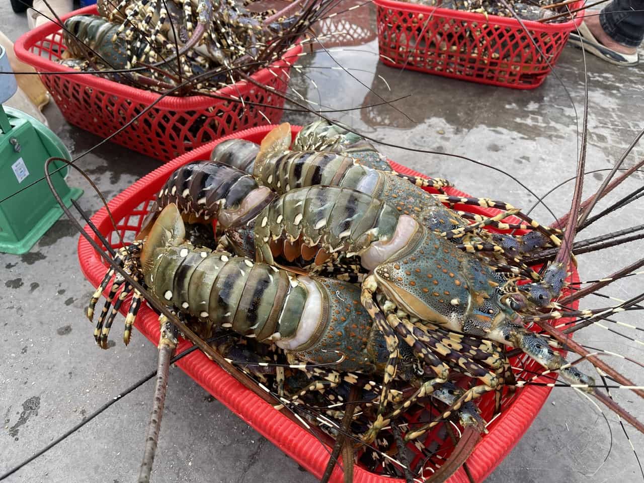 Dich benh tren thuy san, nhat la tom nuoc lo, tiep tuc dien bien phuc tap. Nam 2025, ca nuoc ghi nhan dich benh tai 289 xa thuoc 18 tinh, voi hon 7.000 ha nuoi bi anh huong. Anh: Vu Long