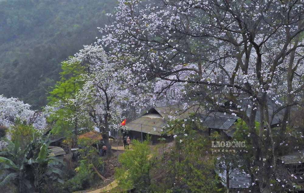 The Ban Flower Festival held in mid-March every year is a typical brand tourism product of Dien Bien tourism. Photo: Van Thanh Chuong
