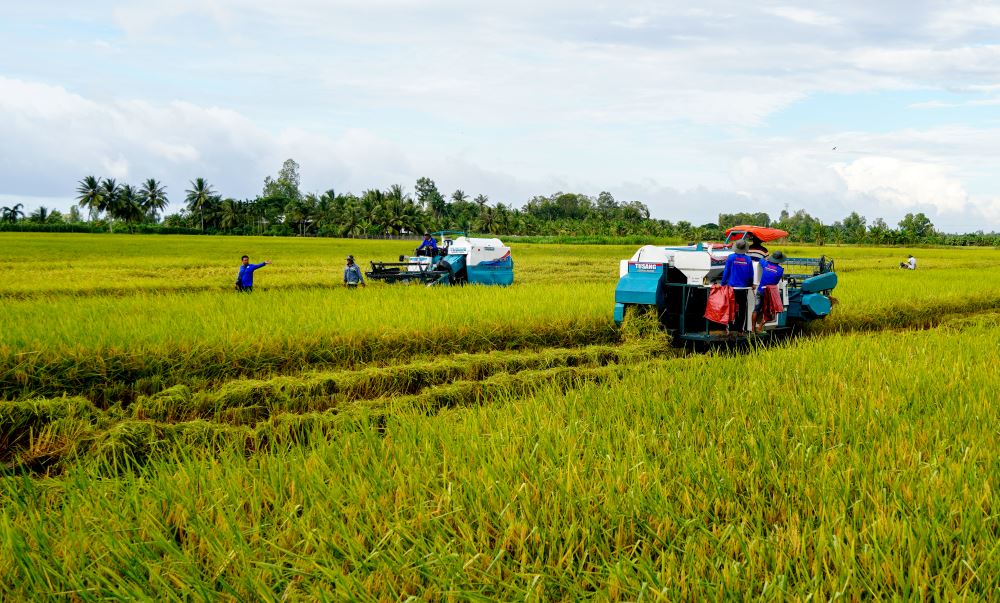 Large rice fields in Can Tho City are organized for production in concentrated areas, associated with consumption linkages. Photo: Phuong Anh