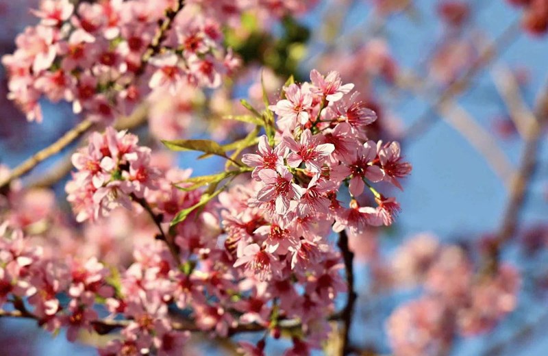 Lễ hội hoa mai anh đào Đà Lạt sẽ kéo dài 10 ngày