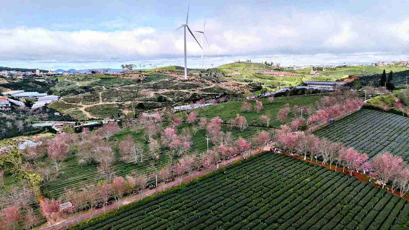Mai anh dao dang no ro tai doi che Cau Dat (phuong Xuan Truong - Da Lat). Anh: Chinh Thanh