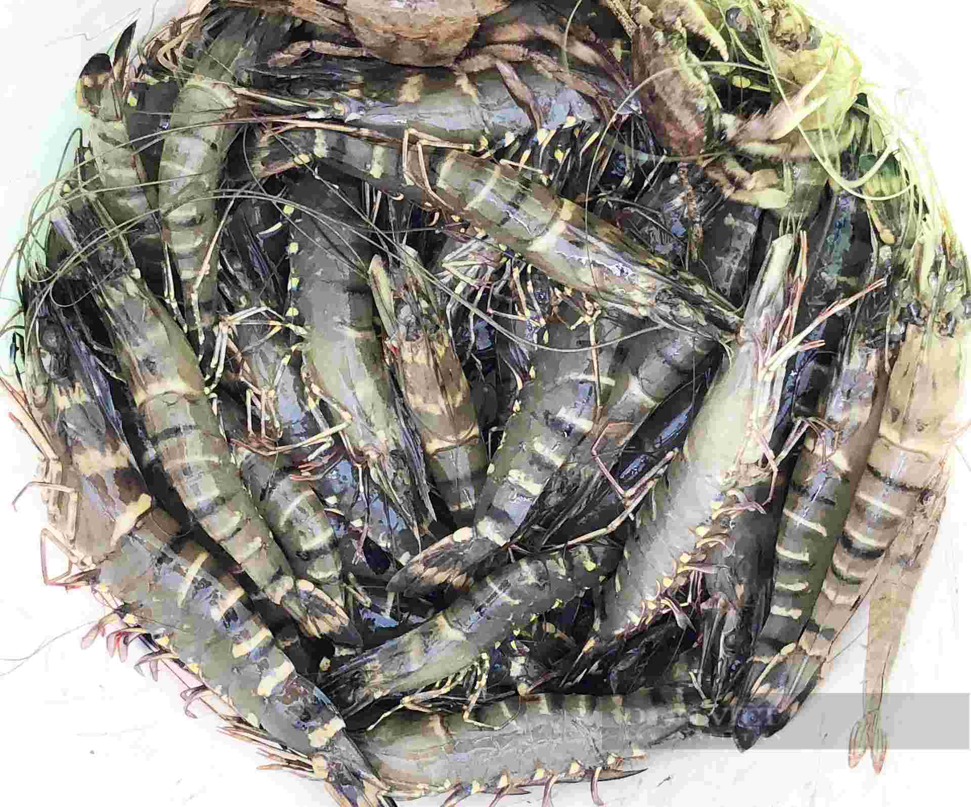 Ca Mau co nhieu loai tom dang duoc nuoi voi nhieu mo hinh khac nhau. Anh: Nhat Ho.