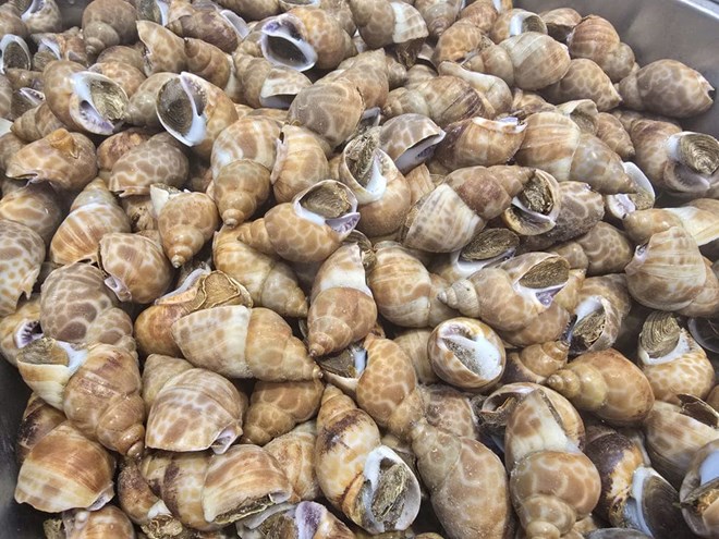 Cách bảo quản ốc hương cấp đông luôn tươi ngon