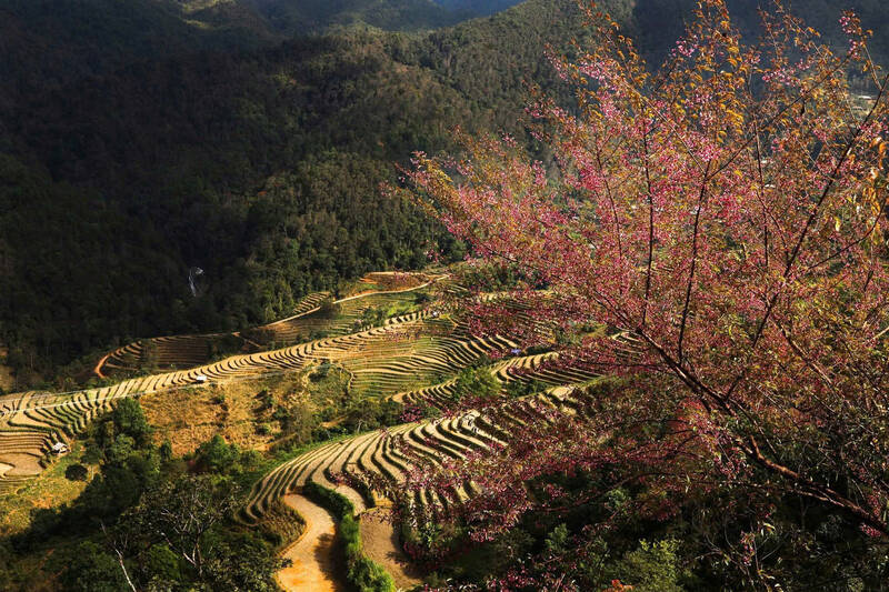 Hoa dao rung no tren nui rung ban Cat Linh, xa Muong La. Anh: Nhat Minh