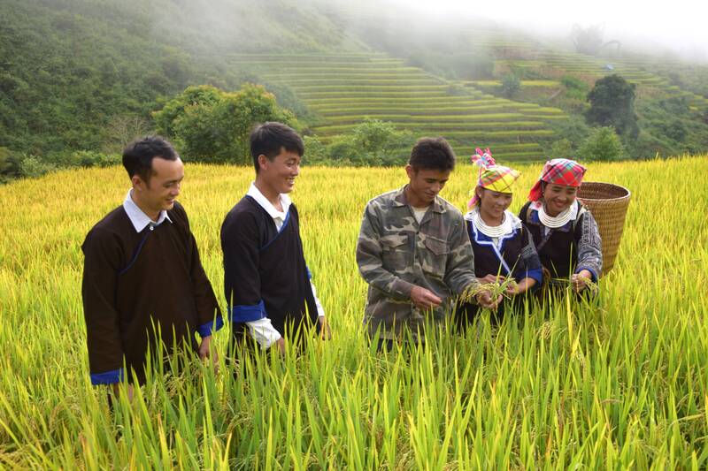 Mua lua chin la thoi diem dep nhat trong nam cua ban Cat Linh thu hut khach du lich. Anh: Truong Son