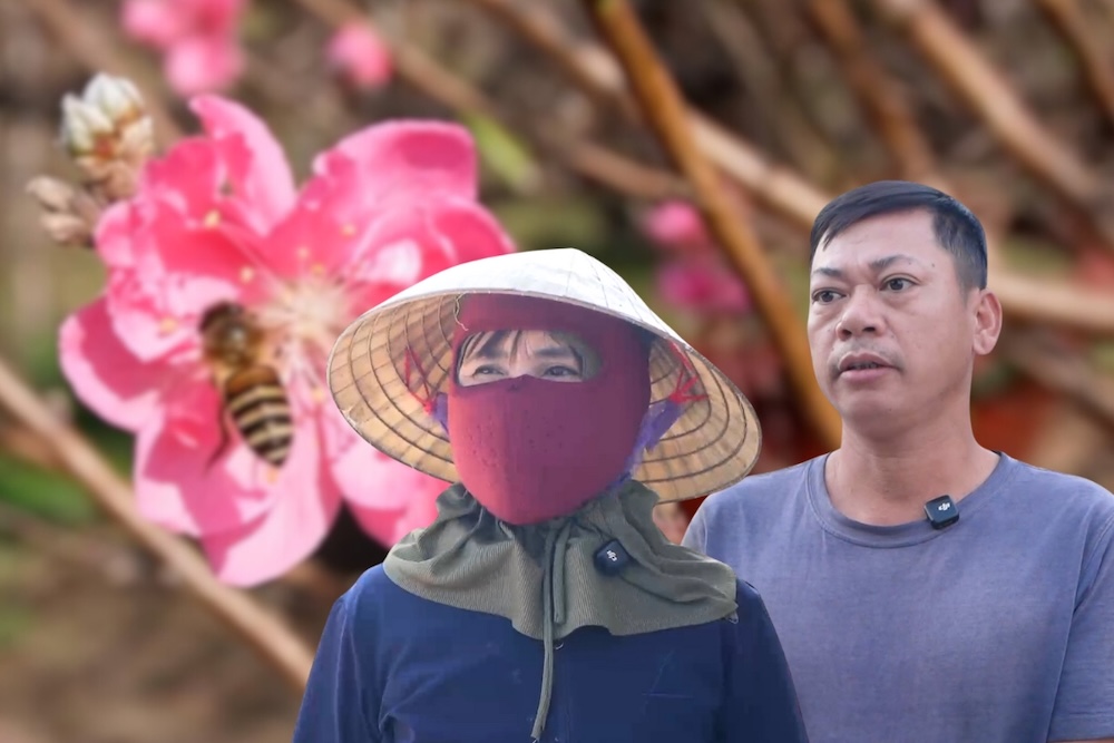 Nhat Tan peach blossoms put in pots, ready for the 2026 Tet market