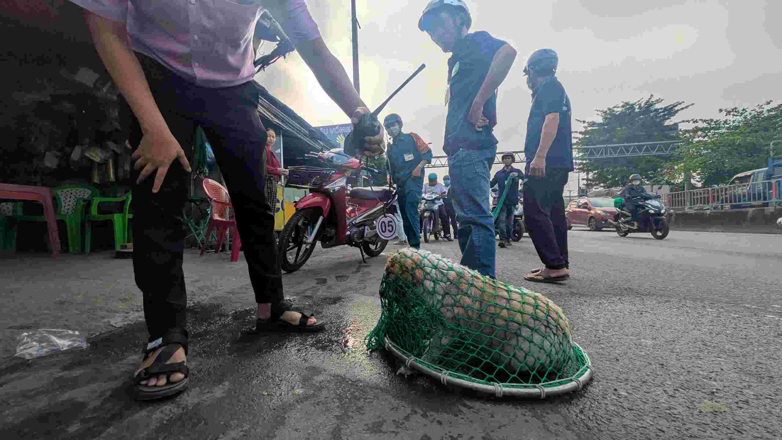 A stray dog without a muzzle was seized and numbered to notify the owner. Photo: Anh Tu