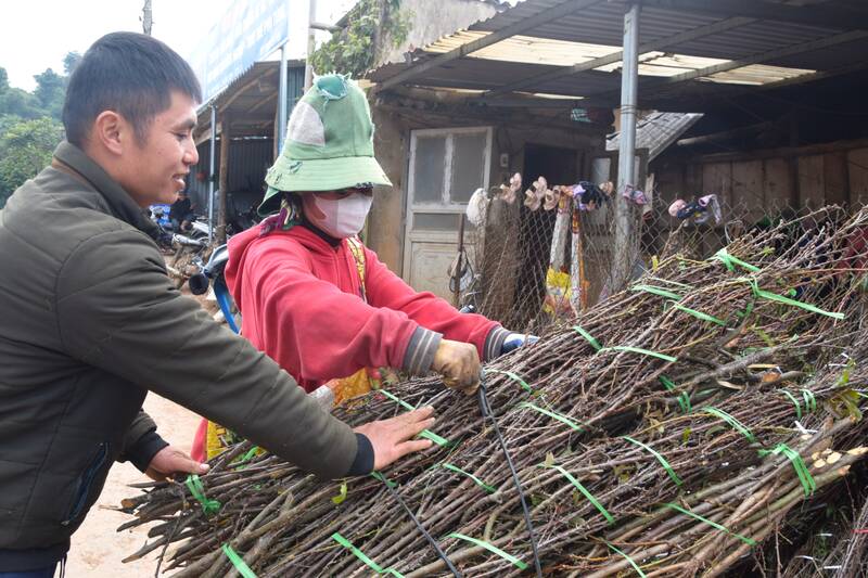 Gia dinh chi Quang Thi Dien, ban Pang, phuong Chieng An thu mua canh man, dao ram cho ba con trong khu vuc. Anh: Truong Son