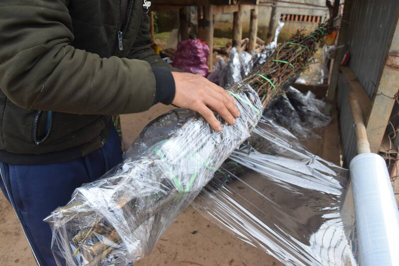 Nhung bo canh ram man, dao duoc boc nilon ki luong truoc khi van chuyen ve xuoi. Anh: Truong Son