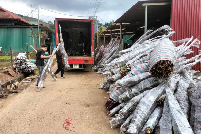 Nhung bo nam, dao ram duoc boc ky van chuyen ve xuoi phuc vu nguoi choi hoa truoc Tet. Anh: Truong Son