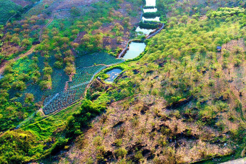 Plum and peach branches are pruned from a long-standing garden in Son La downstream to serve flower enthusiasts before Tet. Photo: Nhat Minh