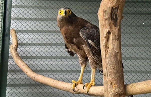 Birchfly individual in a quarantine cage at the Center for Rescue, Conservation and Development of Organisms. Photo: Phong Nha - Ke Bang
