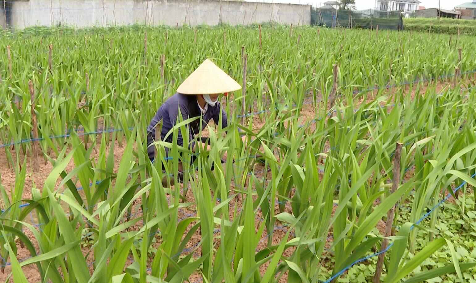Quang Tri farmers use "tricks" to make flowers bloom on time for Tet. Photo: Cong Sang