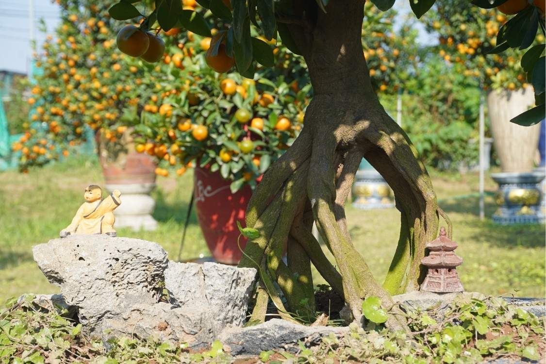 Can canh bo re phu reu xanh, toa ra nhieu nhanh nhu ban chan ngua – chi tiet tao diem nhan, duoc nguoi choi cay dac biet yeu thich dip Tet Binh Ngo.