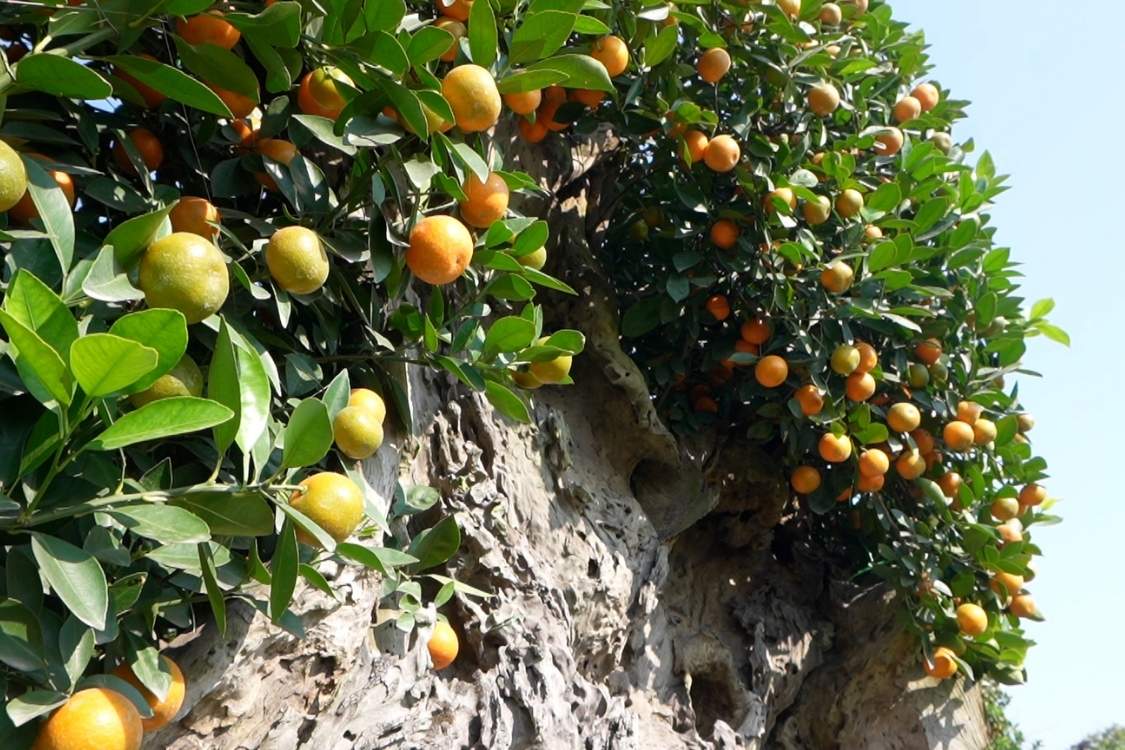 Mot cay quat ghep trong go lua thu hut su chu y cua nguoi tham quan.