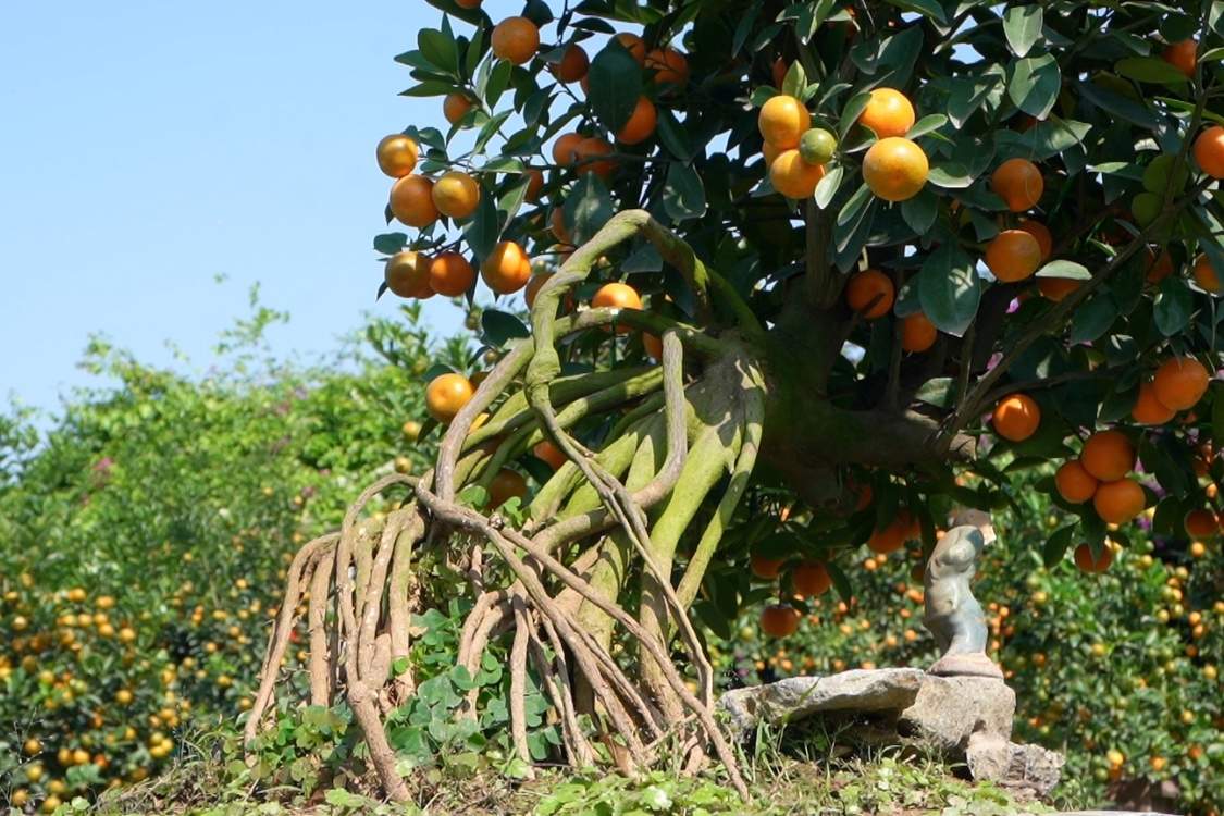 Nhung chau quat moc can voi bo re lo thien, gan guoc noi bat, tao diem nhan doc dao tai cac vuon quat o Tu Lien.