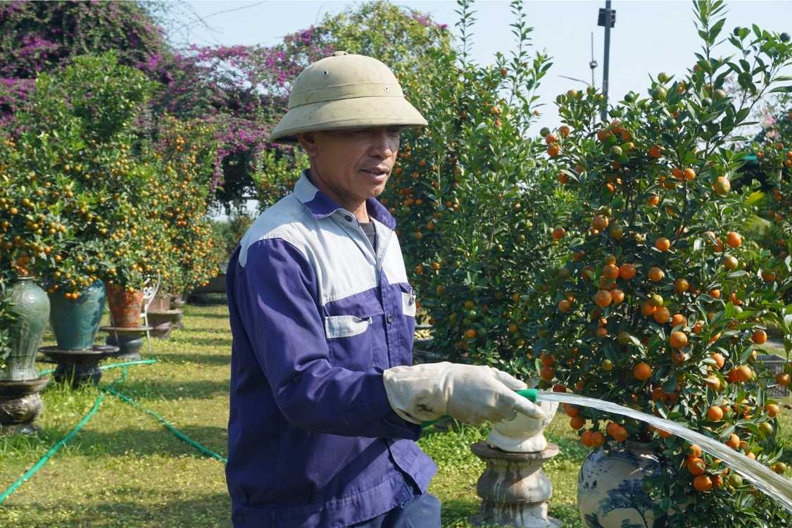 Theo nha vuon, quat moc can co bo re lo thien khien cay kho cham soc hon, doi hoi nguoi trong phai dieu chinh lien tuc ve nuoc, dat va dinh duong de cay sinh truong on dinh.